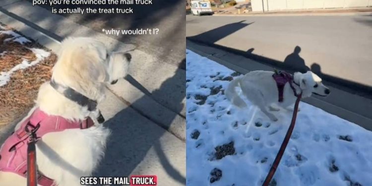 Golden Retriever Is Convinced Mail Truck Carries Treat