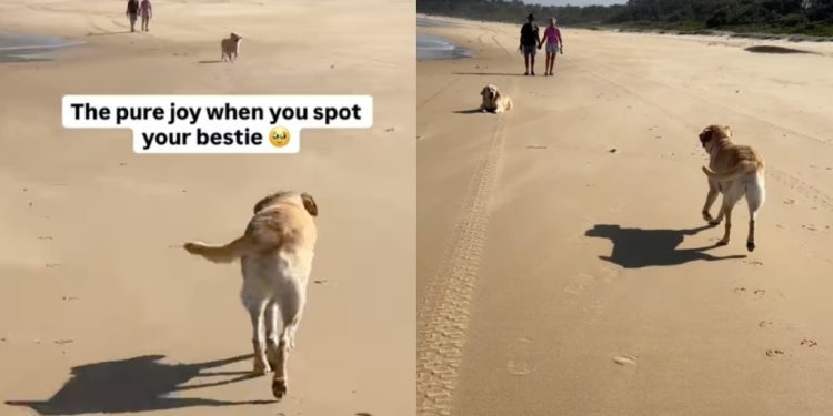 Video: Labrador Pauses Before Greeting Furry Friend at the Beach