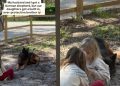 Big Dog’s Always Watching Over Tiny Human in Adorable Video