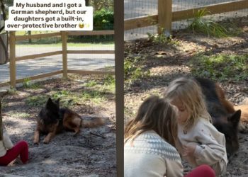 Big Dog’s Always Watching Over Tiny Human in Adorable Video