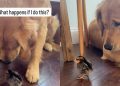Video: Golden Retriever Acts Super Chill After Booping the Chick