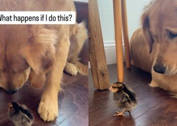 Video: Golden Retriever Acts Super Chill After Booping the Chick