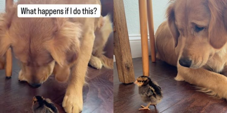 Video: Golden Retriever Acts Super Chill After Booping the Chick