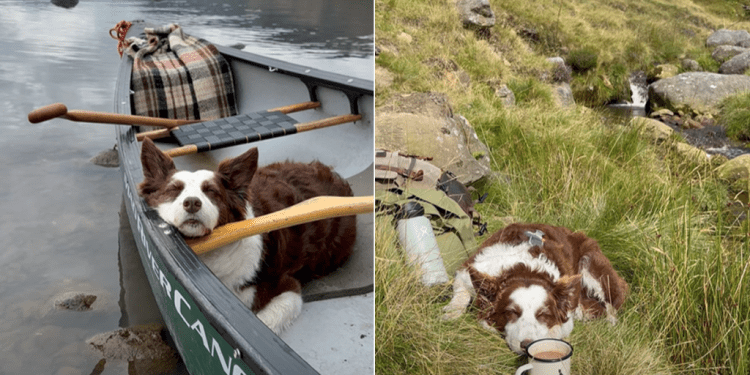 Video Shows All the Beautiful Places Dog Has Taken a Nap