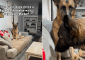 Video: Dogs Get Very ‘Awkward’ With Each Other After Alleged Fight