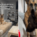 Video: Dogs Get Very ‘Awkward’ With Each Other After Alleged Fight