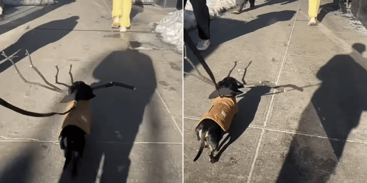 Video: People Make Way for Tiny Dog Carrying a Huge Stick