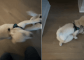 Video Shows What It’s Like to Live With 2 Golden Retriever Puppies