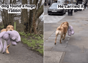 Video Shows a Labrador Carrying a Huge Rabbit Toy Around London