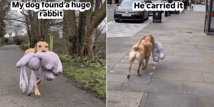 Video Shows a Labrador Carrying a Huge Rabbit Toy Around London