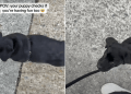 Video: Labrador Puppy Keeps Checking if Owner Is Having Fun Too on Their Walk