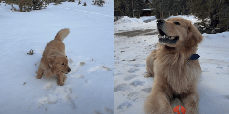 Video: Golden Retriever Reacts to Seeing Snow for the First Time Ever