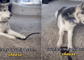 Video: Dog Shows Expertise in Cheese Catching