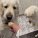 Video: Golden Retriever Pauses After Realizing He Almost Ate a Lemon