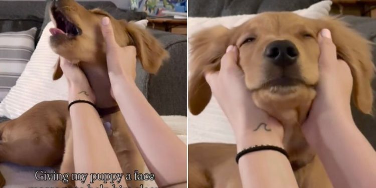 Video: Golden Retriever Puppy Gets Face Massage Before Nap