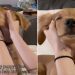 Video: Golden Retriever Puppy Gets Face Massage Before Nap