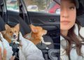 This Corgi’s Side-Eye Will Make Your Day