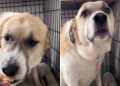 Dog’s Reaction After Eating Cheese Is Unlike Anything You’ve Ever Seen