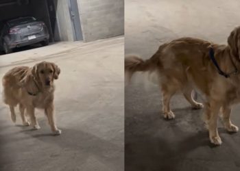 Golden Retriever’s Hide-and-Seek Game Ends With a Funny Reaction