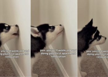 Puppy Takes up His First Home Renovation Project at a Very Young Age