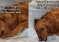 Video: Golden Retriever Keeps Doing What Owner Asked Her Not to Do