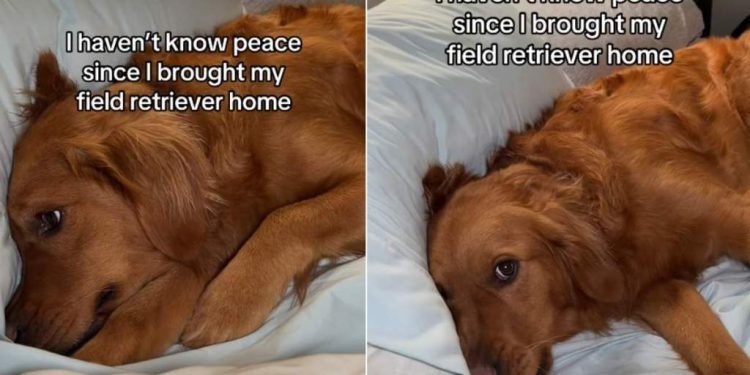 Video: Golden Retriever Keeps Doing What Owner Asked Her Not to Do