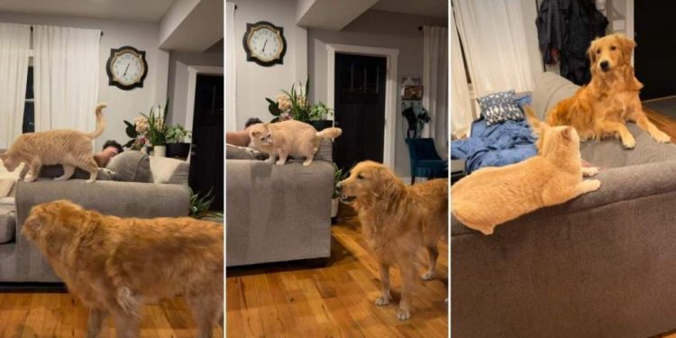 Golden Retriever Accidentally ‘Rage Baits’ the Cat in Hilarious Video