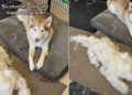 Dog Was Brushed & the Amount of Fur He Shed Surprised the Internet
