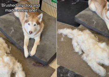 Dog Was Brushed & the Amount of Fur He Shed Surprised the Internet