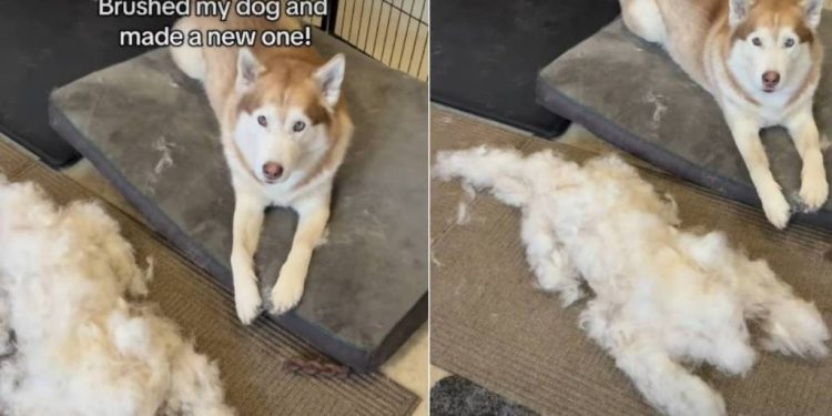 Dog Was Brushed & the Amount of Fur He Shed Surprised the Internet