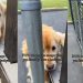 If This Golden Retriever Wants To Escape, a Backyard Can’t Change That
