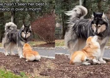 Dog Besties Meet After a Month in Viral Video