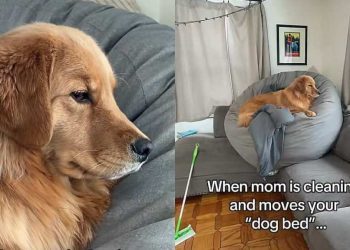 Video: Golden Retriever Follows Her Bed Wherever It’s Moved in the House
