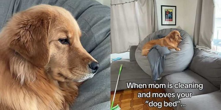 Video: Golden Retriever Follows Her Bed Wherever It’s Moved in the House