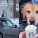 Video: Dog Patiently Waits for Pup Cup on Birthday