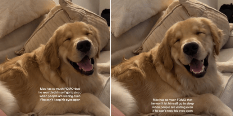 Golden Retriever Can Barely Keep His Eyes Open & Still Won’t Go To Sleep