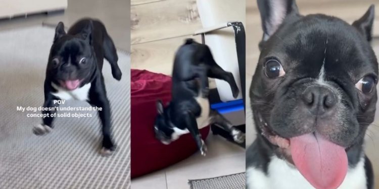 Frenchie’s Understanding of Solid Objects Is Limited & Here’s Proof