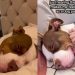Dog’s Peaceful Sleeping Sounds Fill Owner’s Heart With Joy