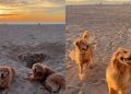 Video: Dog’s Reaction To Seeing ‘Girlfriend’ Is Super Cute