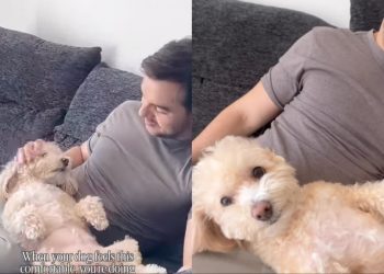 Video: Tiny Dog Is Super Comfy Getting Head Rubs From Owner