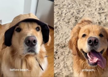 Video: Owner Documents Golden Retriever’s Beach Adventures