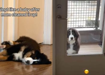 Dog Sleeps While Mom Cleans up the Mess He Made in Hilarious Video