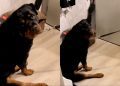 Dog Refuses to Go for a Walk with the ‘Spare Human’ in Funny Video