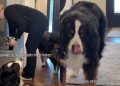Video: Dogs Love to Supervise When Owner Prepares Their Meals