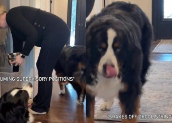 Video: Dogs Love to Supervise When Owner Prepares Their Meals