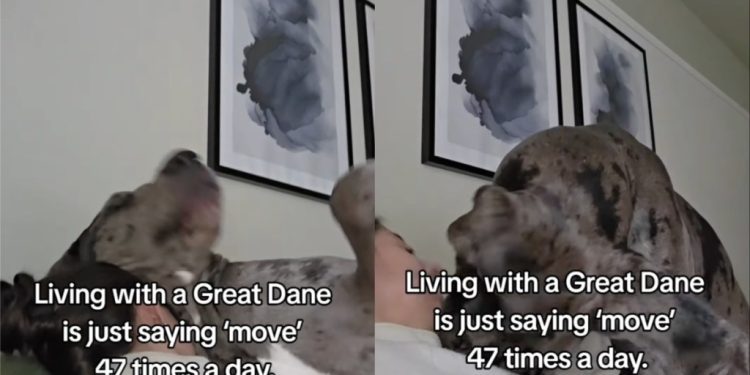 Video Shows Why Great Dane Is Asked to ‘Move’ Several Times a Day