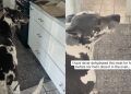Video: Dog Shows Owner Exactly What She Wants from the Kitchen