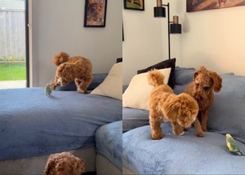 Dog Playing Tag With a Bird Melts Hearts