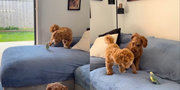 Dog Playing Tag With a Bird Melts Hearts