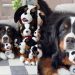 Dog Nearly Disappears in a Pile of Look-Alike Toys